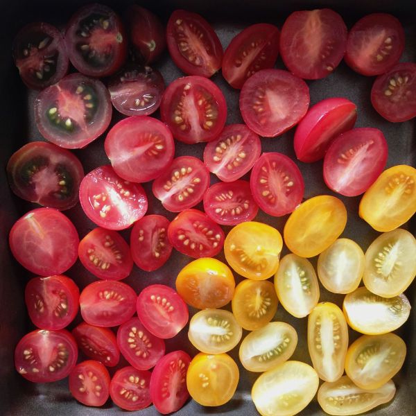 Rainbow Tomatoes