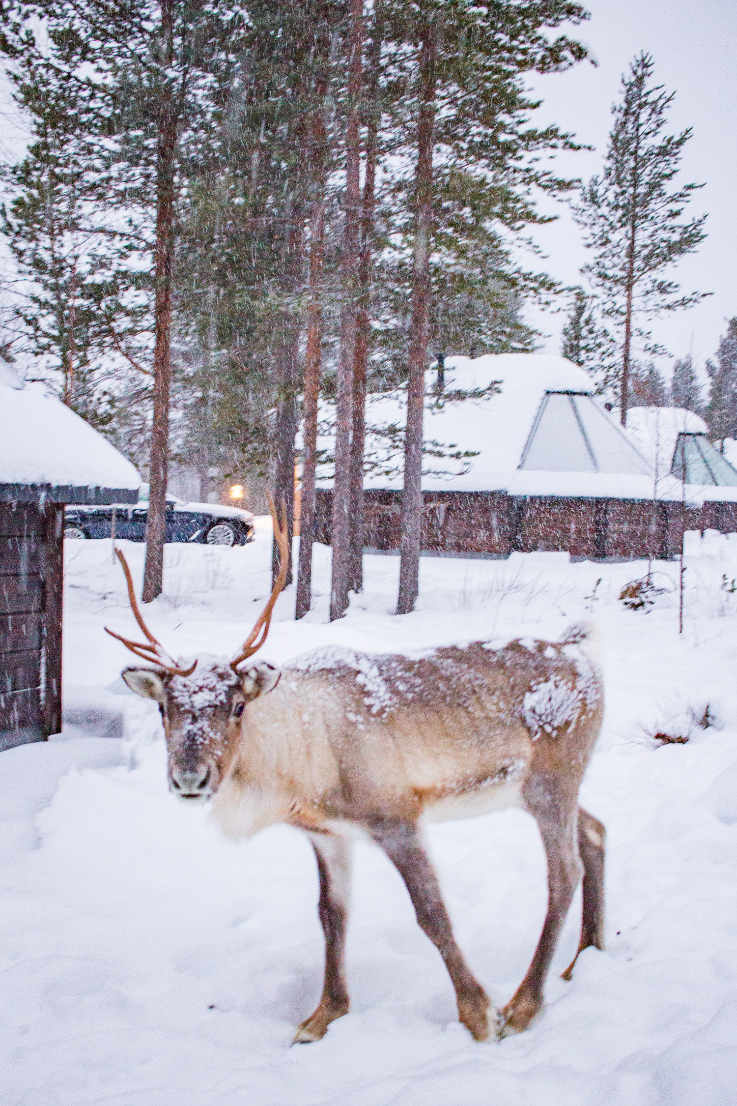    Why You Should Visit Lapland 2 