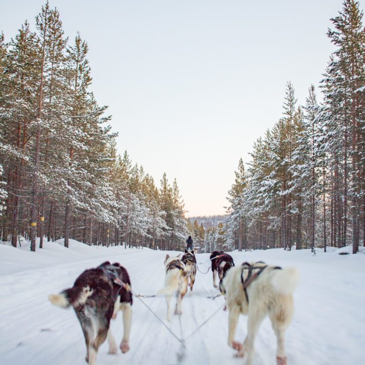 Why You Should Visit Lapland in Winter