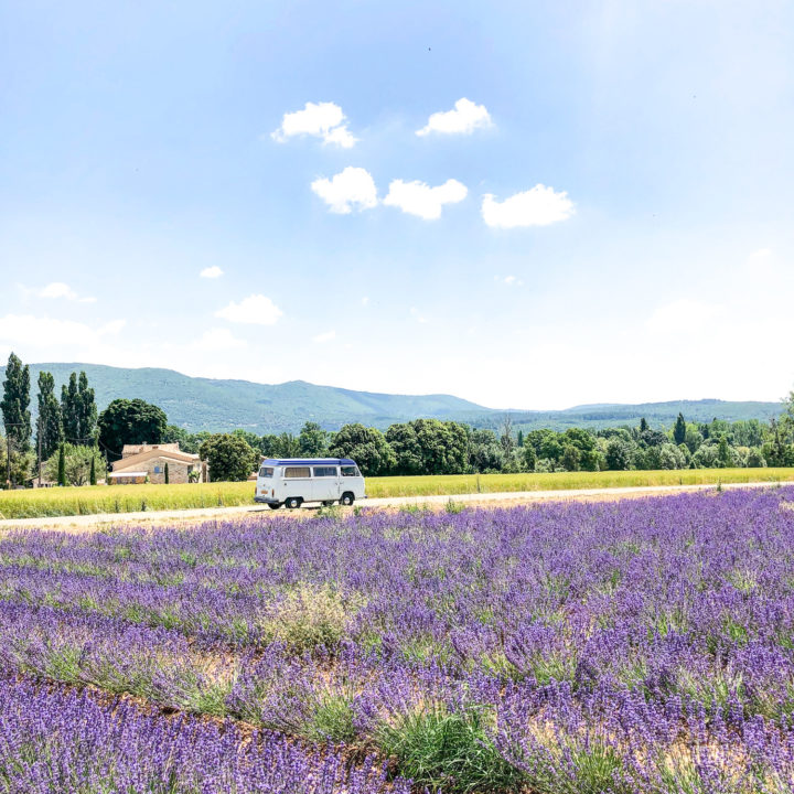 Seeing the Lavender in Provence