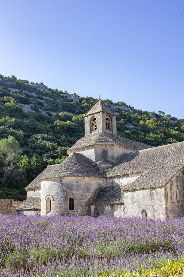 seeing the lavender in provence