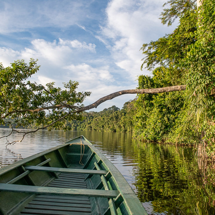 A Trip to the Amazon Rainforest