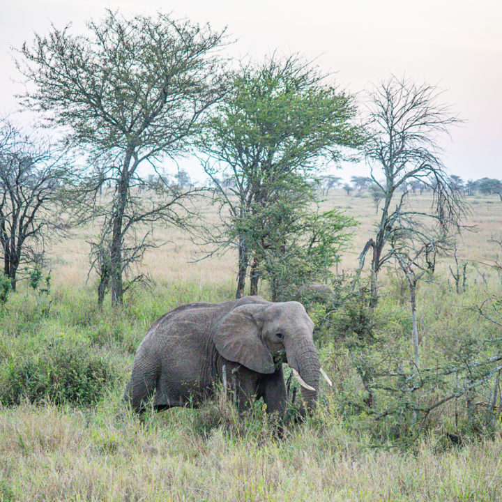 A Serengeti Safari