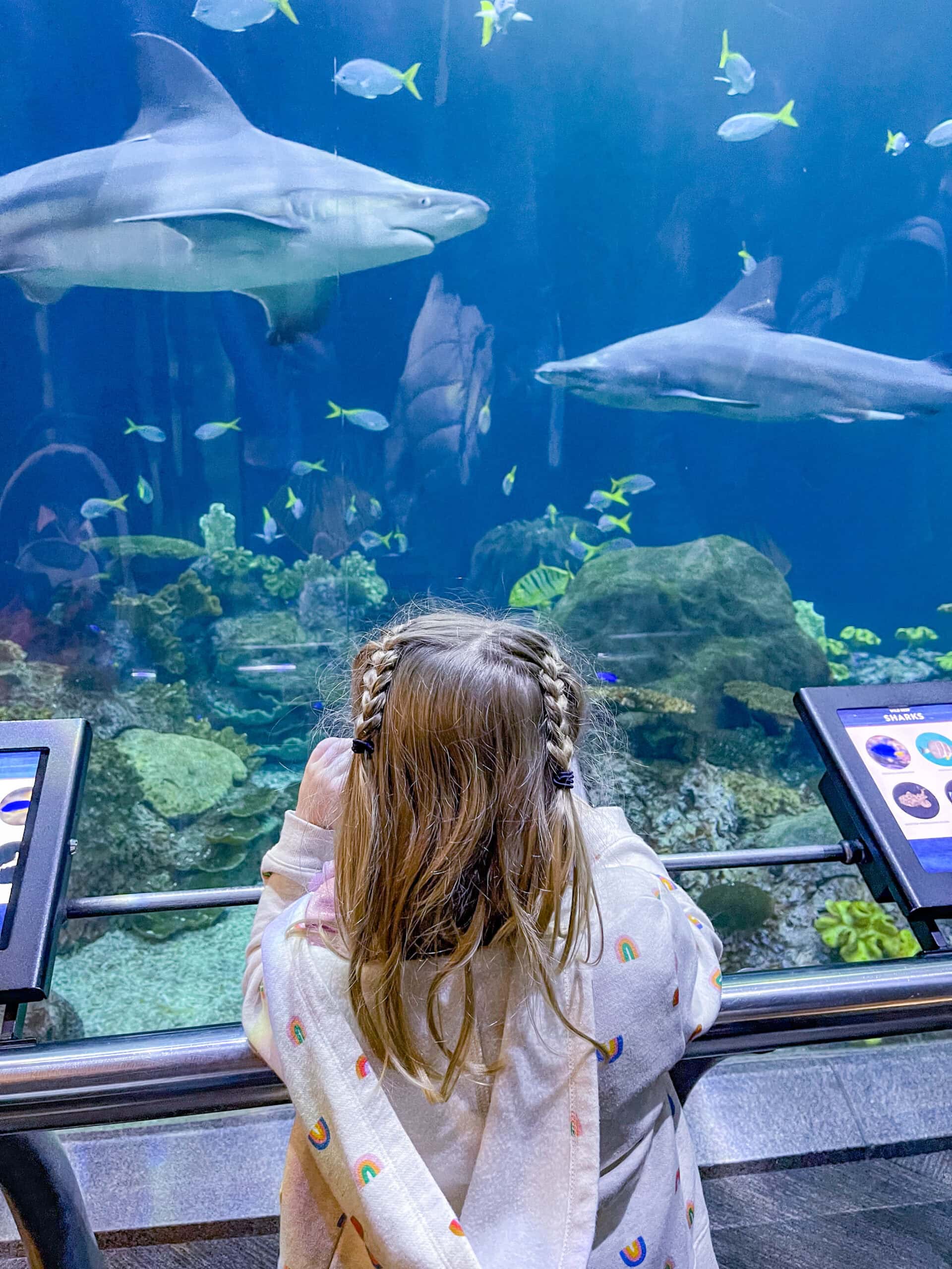 The Best Things to Do in Chicago with Kids : Shedd Aquarium