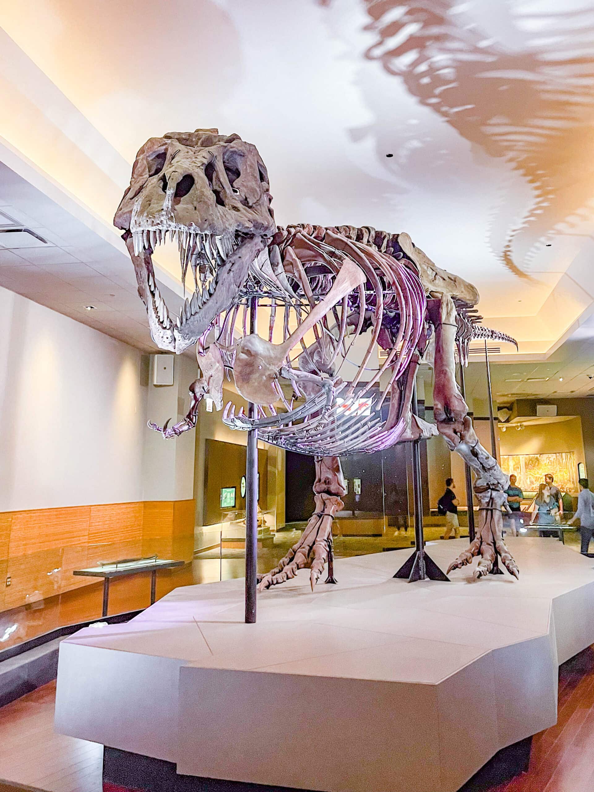 The Best Things to Do in Chicago with Kids : The Field Museum